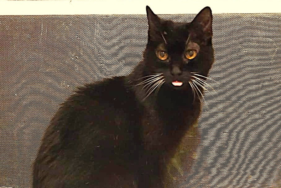 Vermisstmeldung Katze  Weiblich , 18 jahre Joinville-le-Pont Frankreich