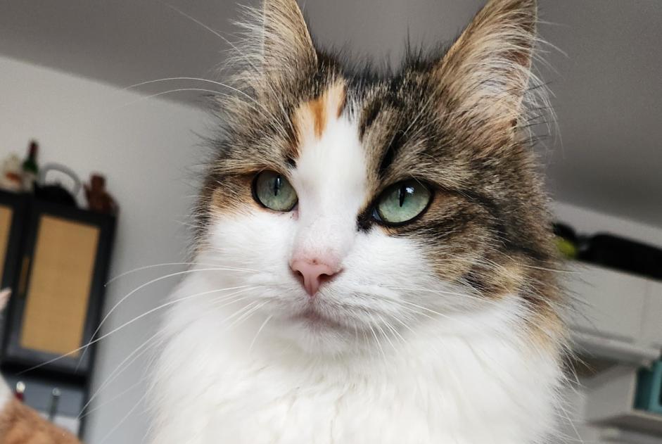 Disappearance alert Cat Female , 5 years Barbâtre France