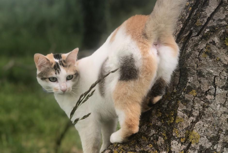 Alerta de Desaparición Gato cruce Hembra , 4 años Geay Francia