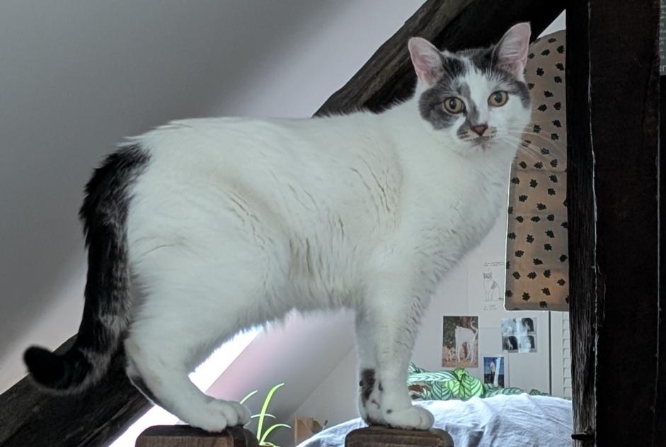 Alerta de Desaparición Gato cruce Macho , 8 años Compiègne Francia Alerta de Desaparición Gato cruce Macho , 8 años Compiègne Francia