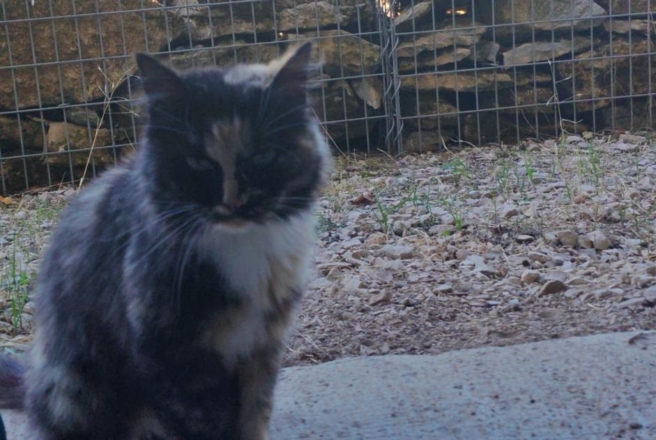 Alerta de Hallazgo Gato Hembra La Chailleuse Francia
