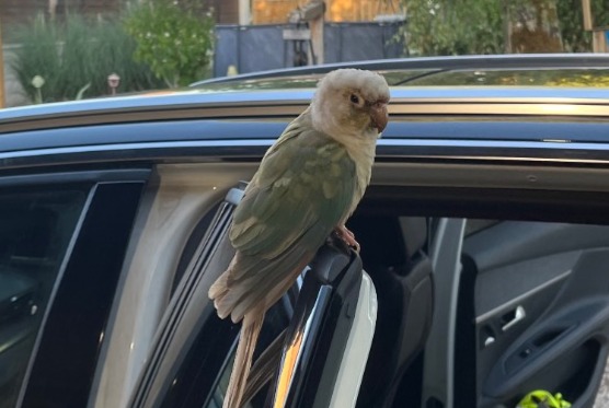 Alerta de Hallazgo Pájaro Desconocido Chaînée-des-Coupis Francia