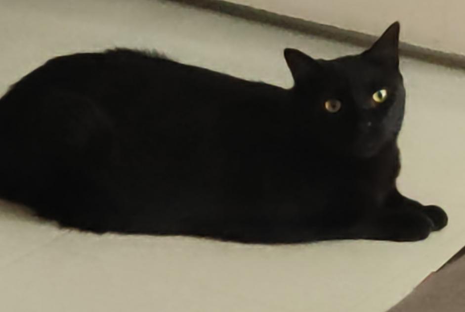 Alerte Disparition Chat Mâle , 3 ans Toulouse France