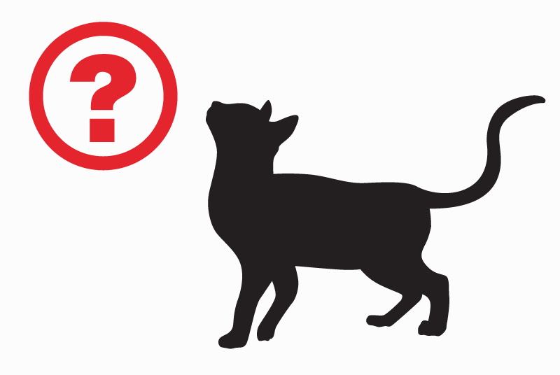 Alerte Disparition Chat Mâle , 11 ans Saint-Pierre-des-Corps France