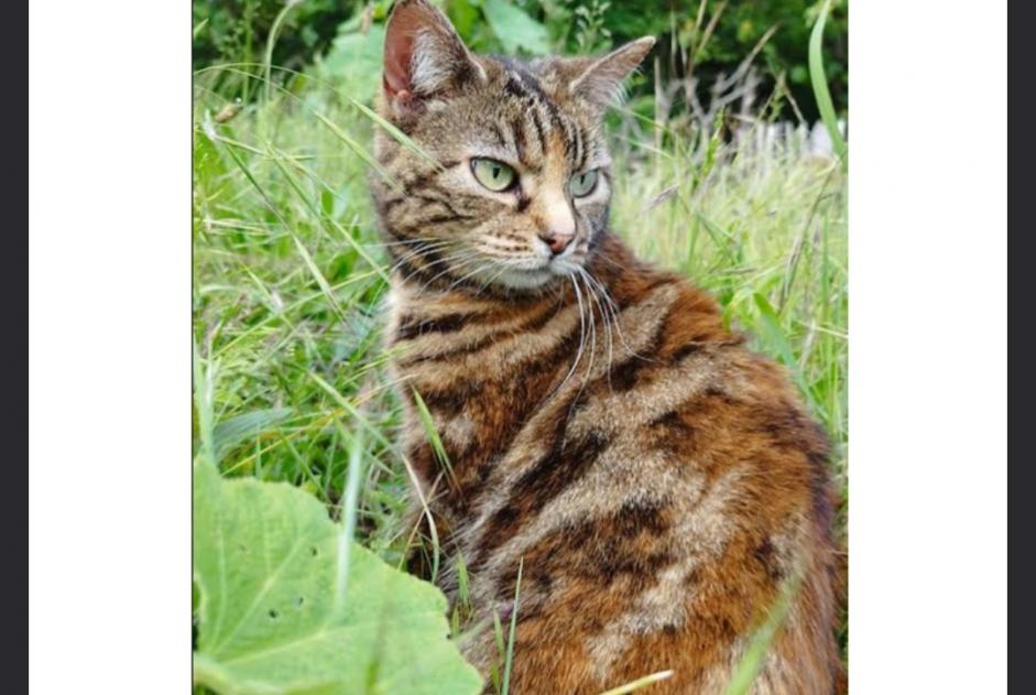 Alerte Disparition Chat Femelle , 11 ans Preuilly-sur-Claise France