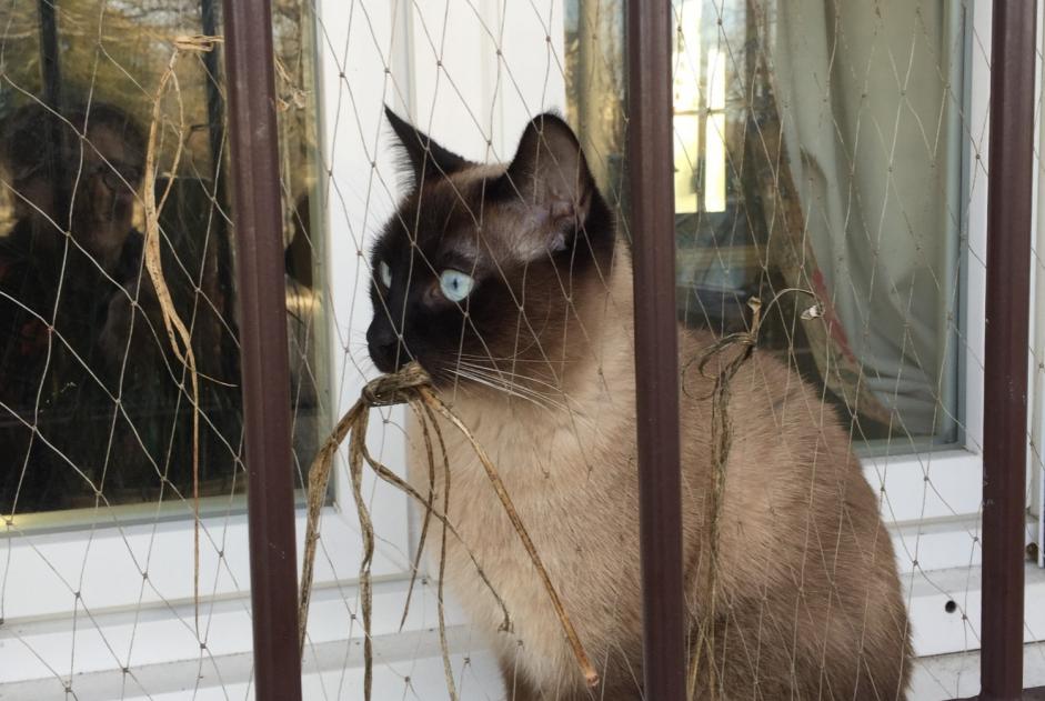 Alerte Disparition Chat  Mâle , 3 ans Luynes France