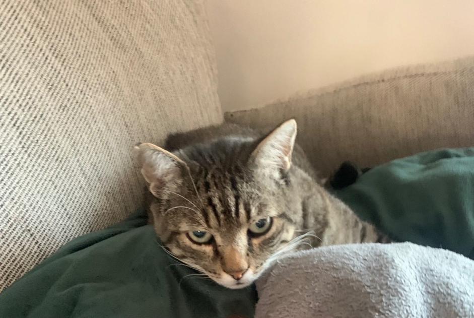 Alerte Disparition Chat Mâle , 6 ans Lailly-en-Val France