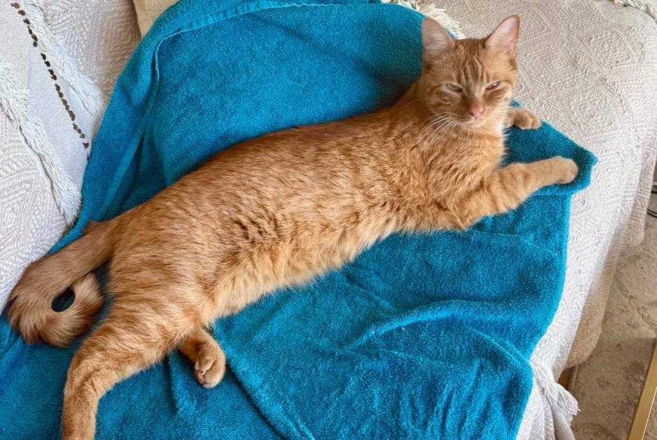 Alerte Disparition Chat Mâle , 2 ans Paris France Alerte Disparition Chat Mâle , 2 ans Paris France