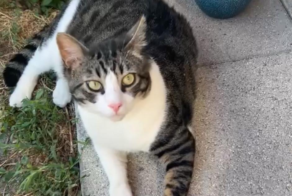 Alerte Disparition Chat Mâle , 4 ans Chambéry France Alerte Disparition Chat Mâle , 4 ans Chambéry France
