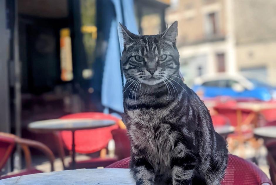 Alerte Disparition Chat Femelle , 6 ans Ivry-sur-Seine France