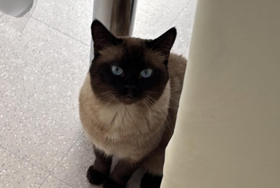 Alerte Disparition Chat  Mâle , 5 ans Choisy-le-Roi France