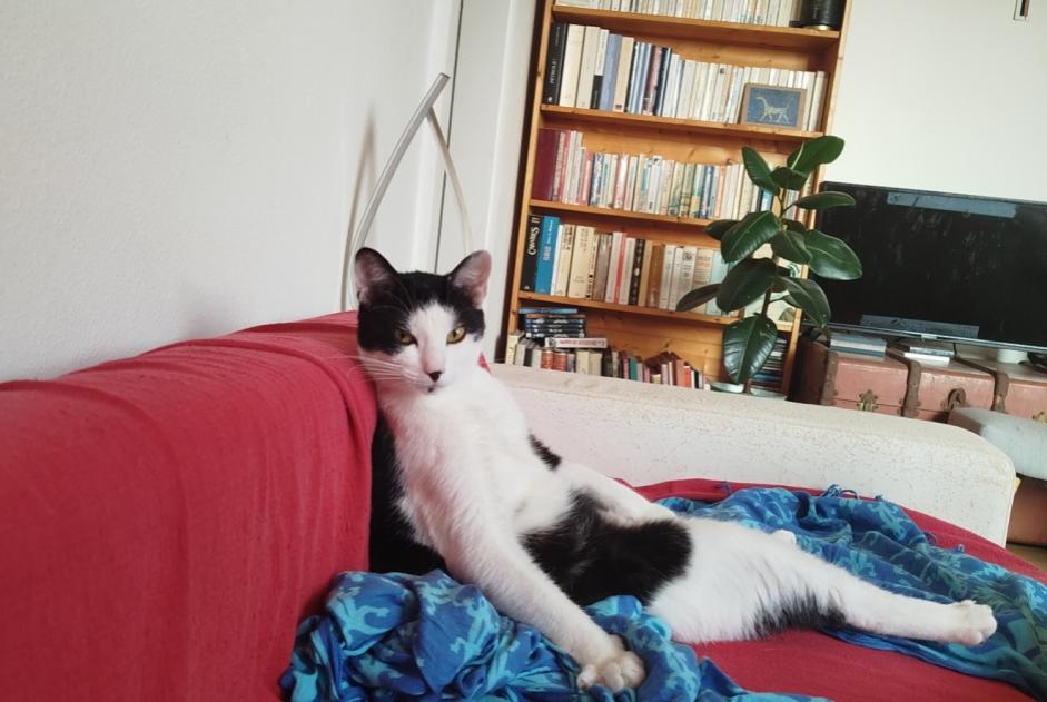 Alerte Disparition Chat croisement Femelle , 3 ans Ivry-sur-Seine France