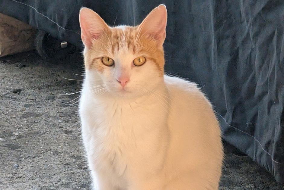 Alerte Découverte Chat Mâle , 1 année Linas France