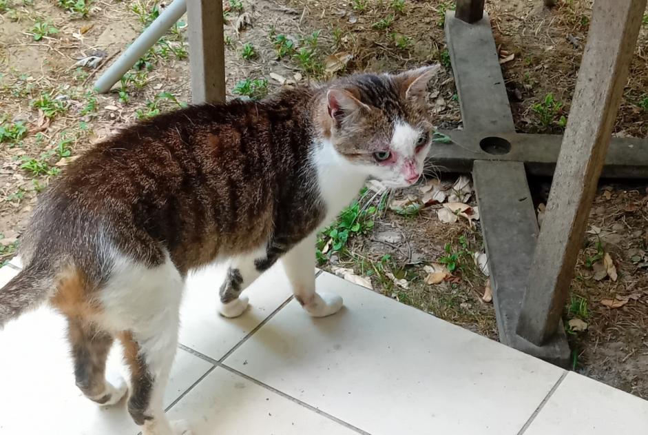 Alerte Découverte Chat Femelle Roquettes France