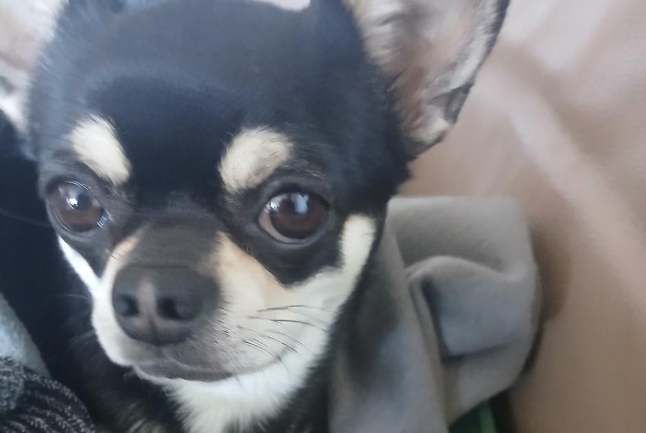 Alerte Disparition Chien  Mâle , 4 ans Aix-en-Provence France