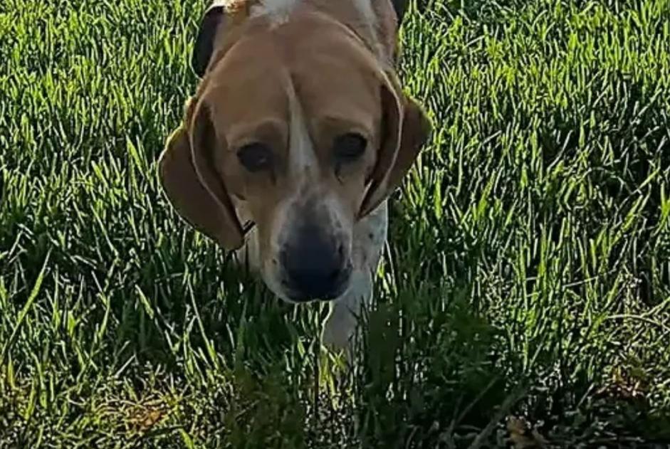 Alerte Disparition Chien  Femelle , 6 ans La Ville-Dieu-du-Temple France