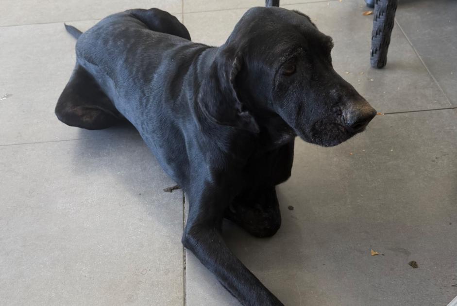 Alerte Découverte Chien Mâle Borgo France