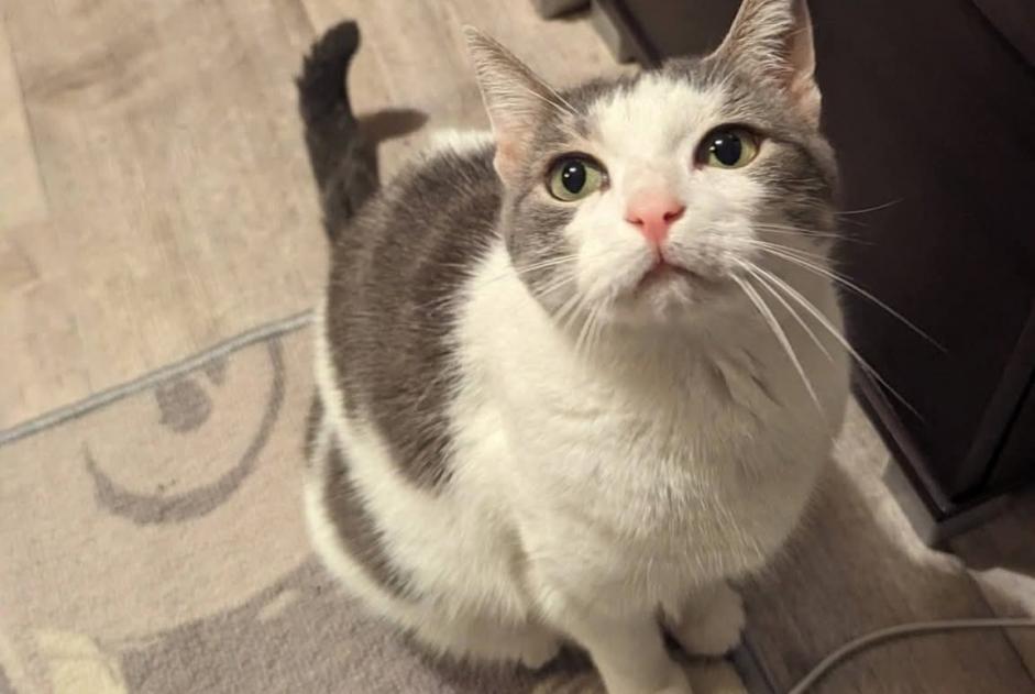 Avviso scomparsa Gatto Femmina , 7 anni Paris Francia Avviso scomparsa Gatto Femmina , 7 anni Paris Francia