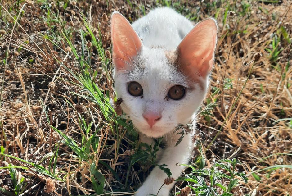 Avviso Ritrovamento Gatto incrocio di razze Femmina , Tra 4 e 6 mesi Genay Francia Avviso Ritrovamento Gatto incrocio di razze Femmina , Tra 4 e 6 mesi Genay Francia