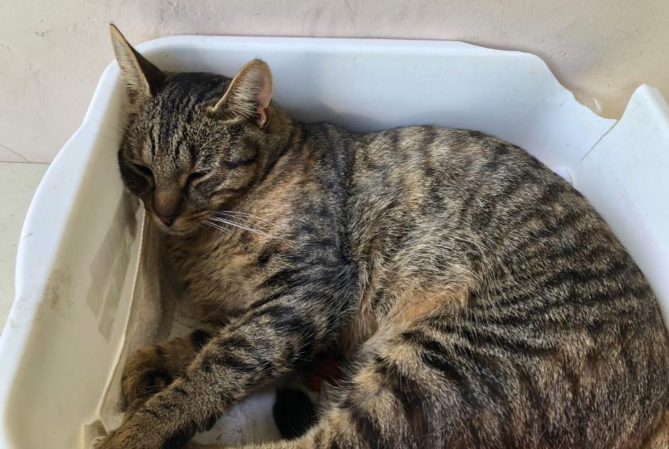 Alerta desaparecimento Gato  Macho , 6 anos Meylan France