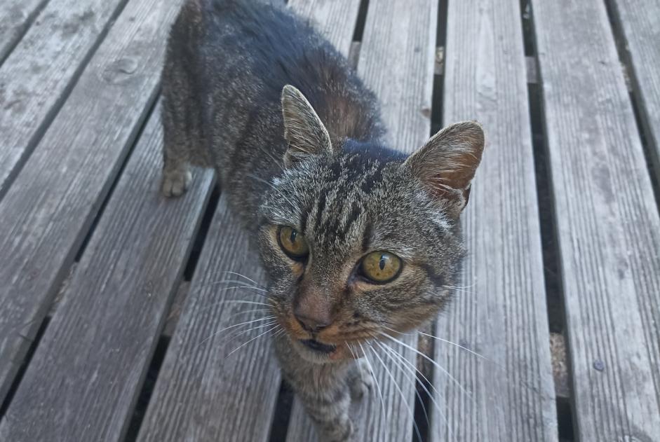 Alerta descoberta Gato cruzamento Macho Bas-en-Basset France